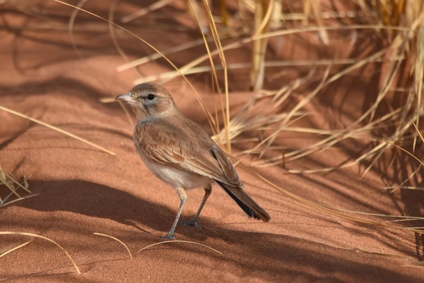 desert adapted birds