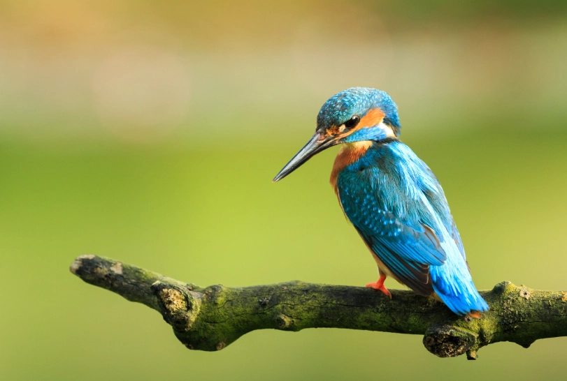 best birding spots Europe