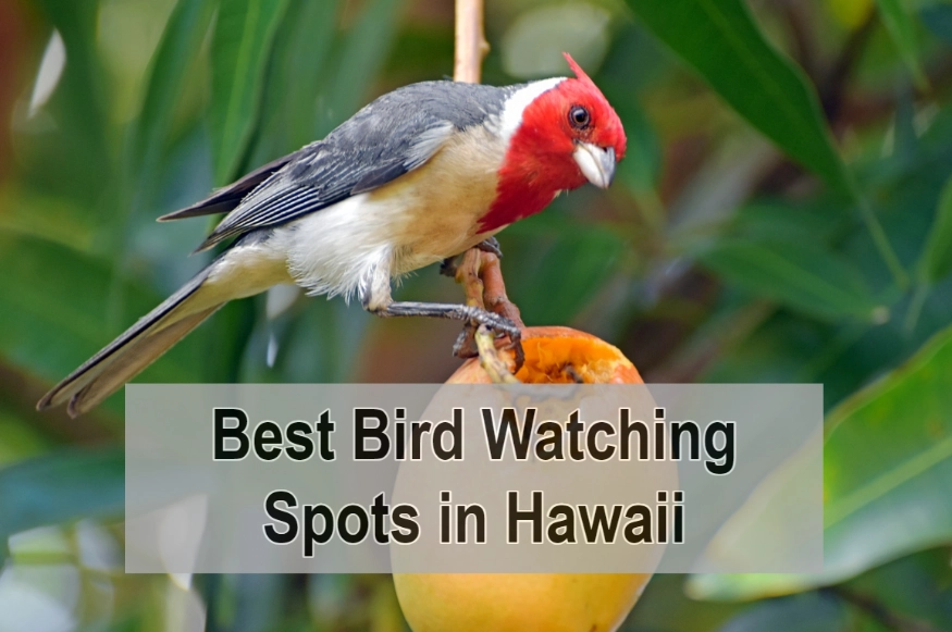 best bird watching destinations