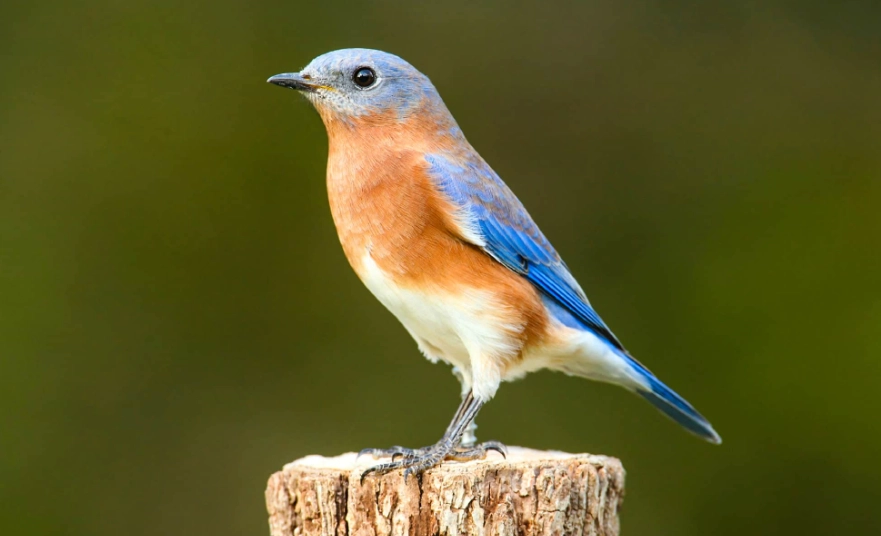 Texas bird watching capital Texas bird watching capital