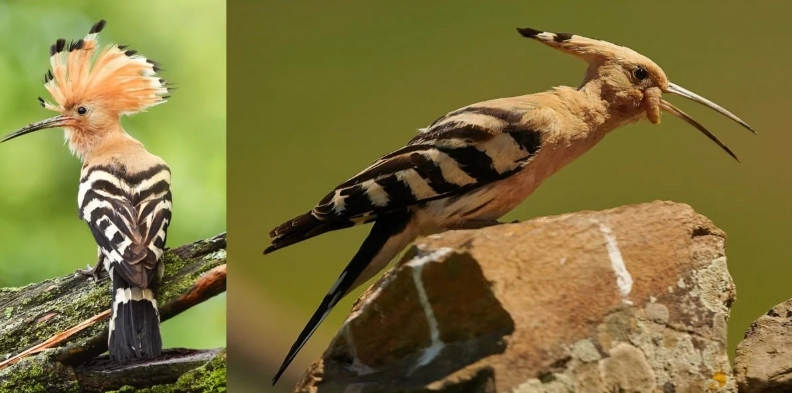 southern africa bird species