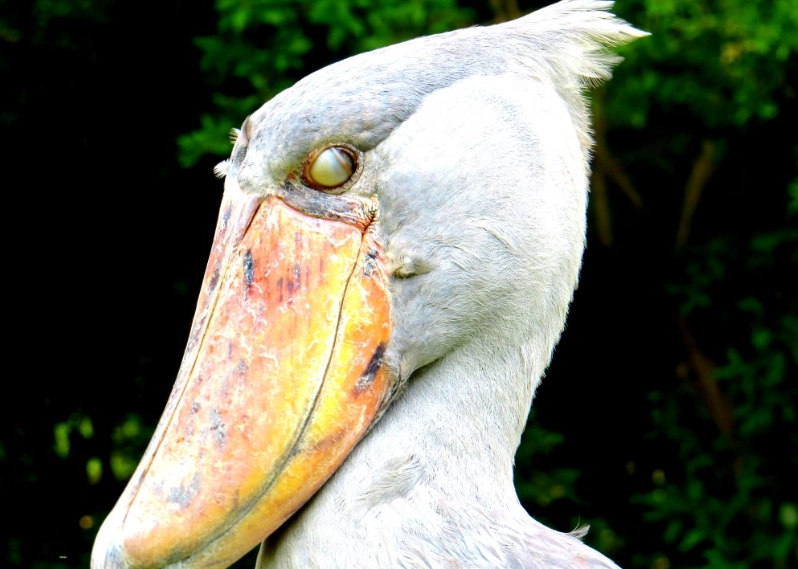 best bird watching destinations