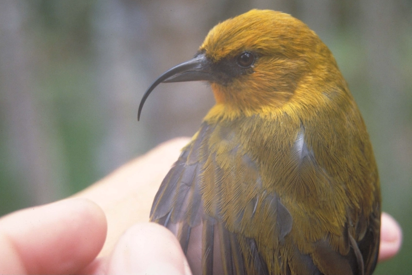 endemic birds hawaii endemic birds hawaii