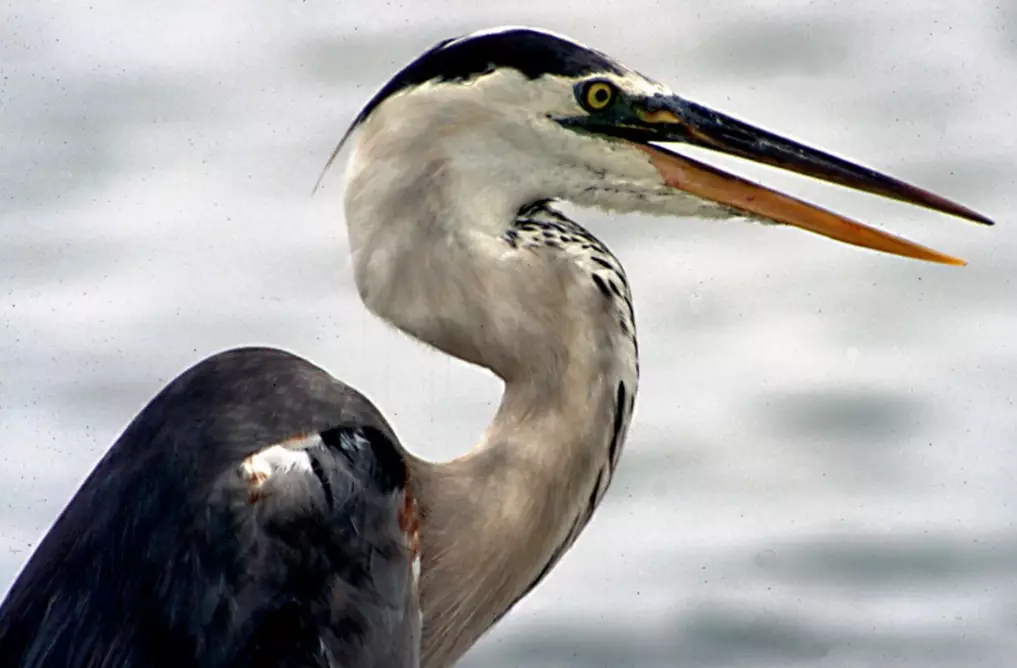 best time to bird in Florida