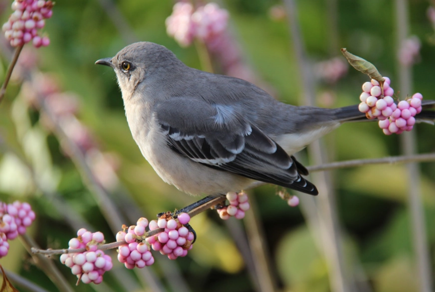 High Island birding High Island birding
