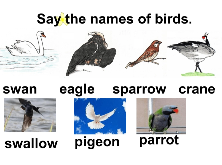 Texas bird watching capital Texas bird watching capital