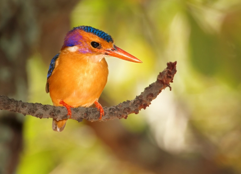 bird watching hotspots