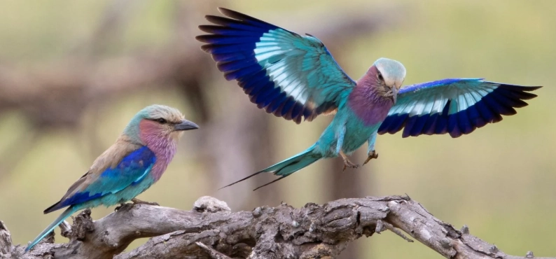 southern africa bird species