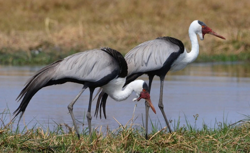 birding zambia malawi