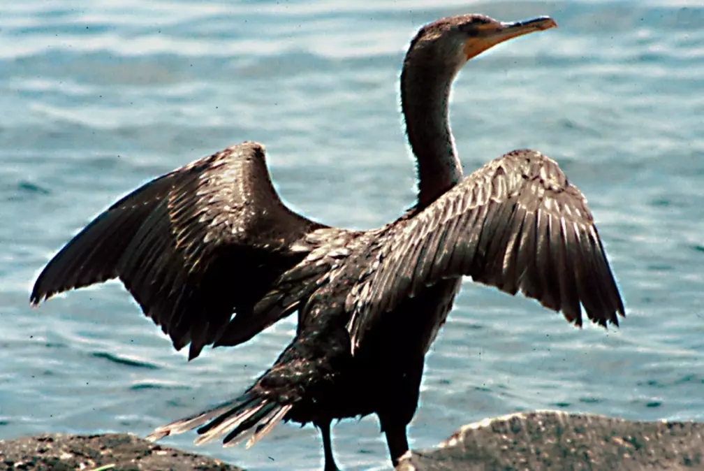 Florida wetland birds