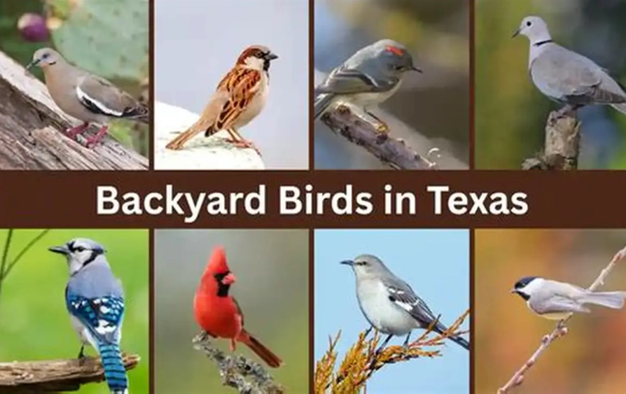 Rio Grande Valley birds