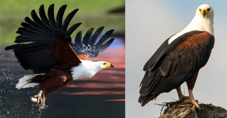 african birdwatching hotspots