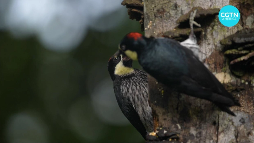 High Island birding High Island birding