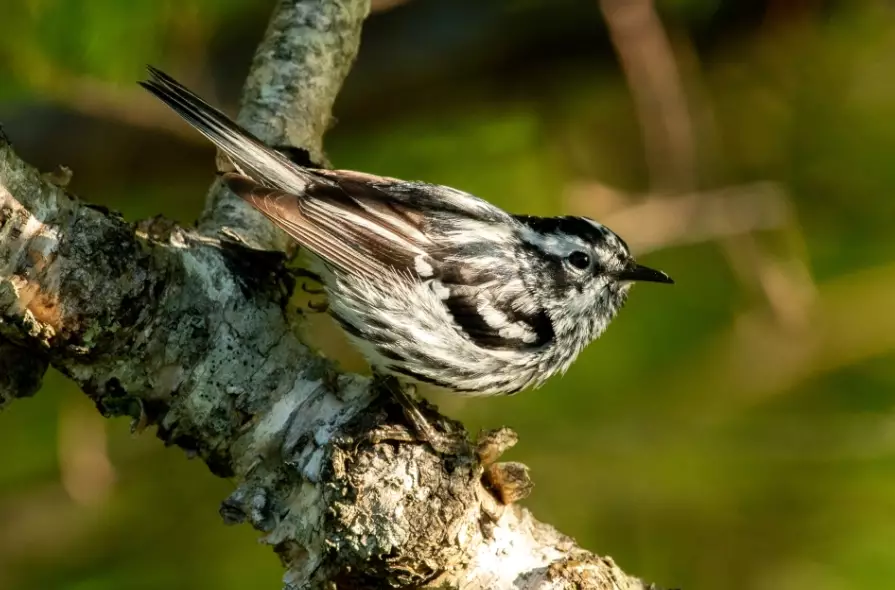 top birding locations