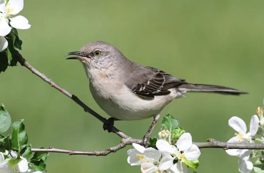 birding Texas Mexico border