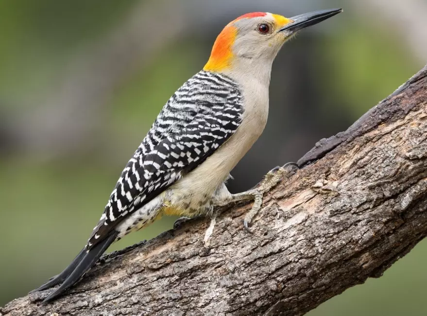 birding Texas Mexico border