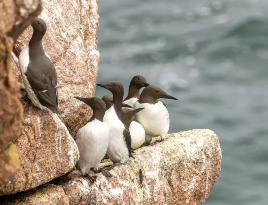 best birding spots Europe