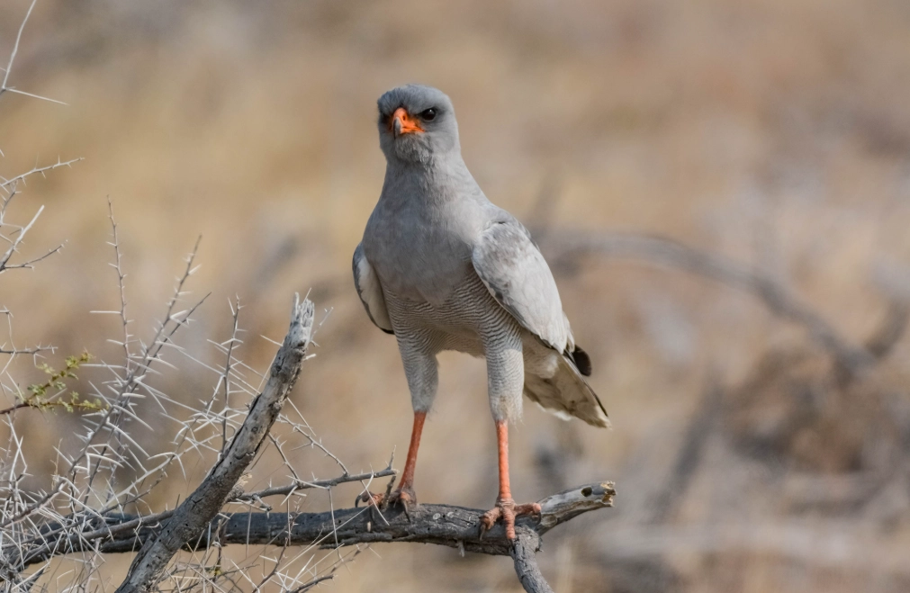 birds of Namibia