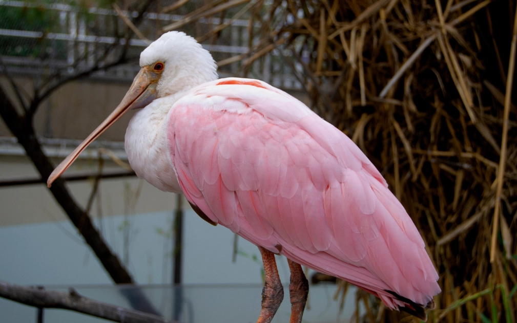 Everglades bird species