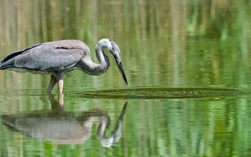 best time to bird in Florida
