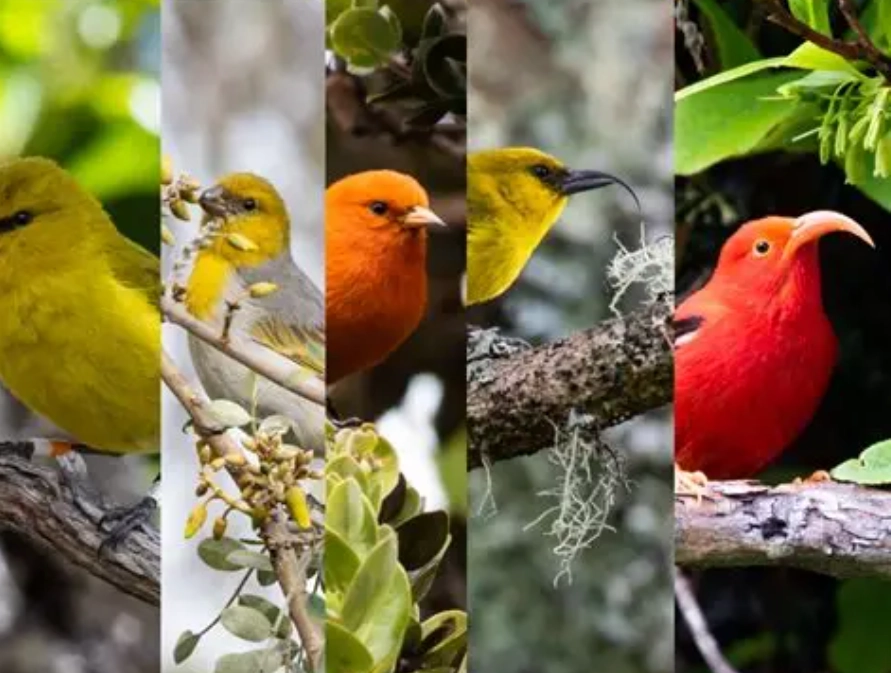 hawaiian honeycreeper hawaiian honeycreeper