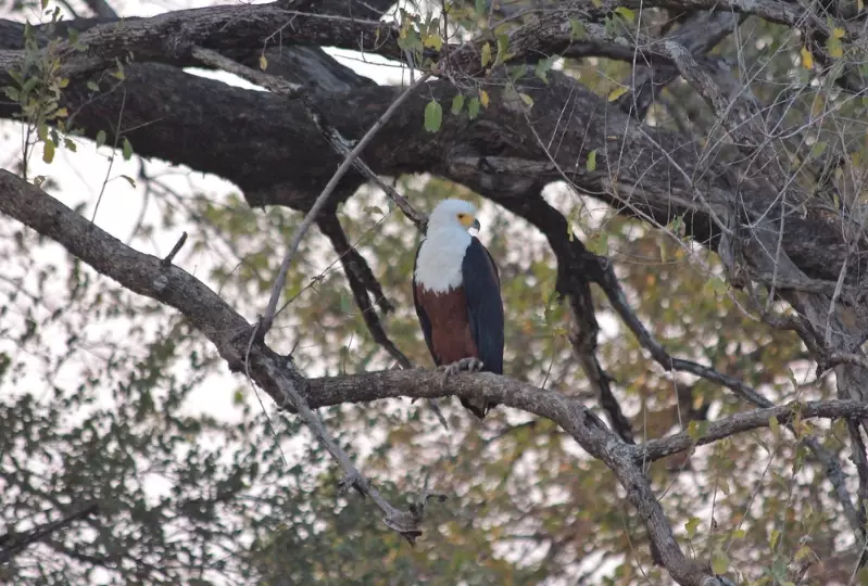 southern africa bird species