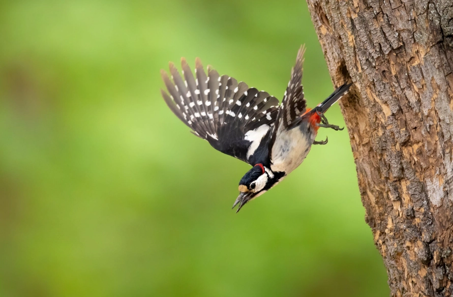 top birding locations