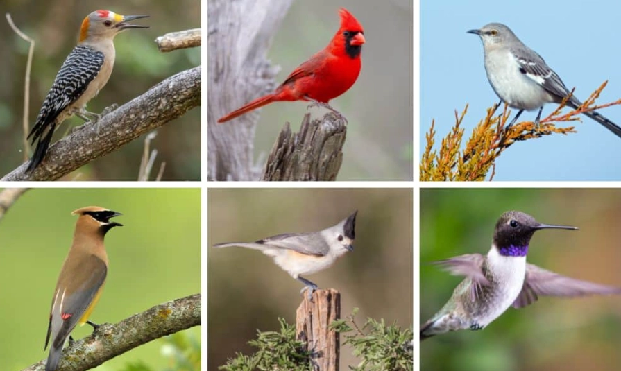 Rio Grande Valley birds