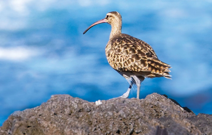 hawaiian honeycreeper hawaiian honeycreeper