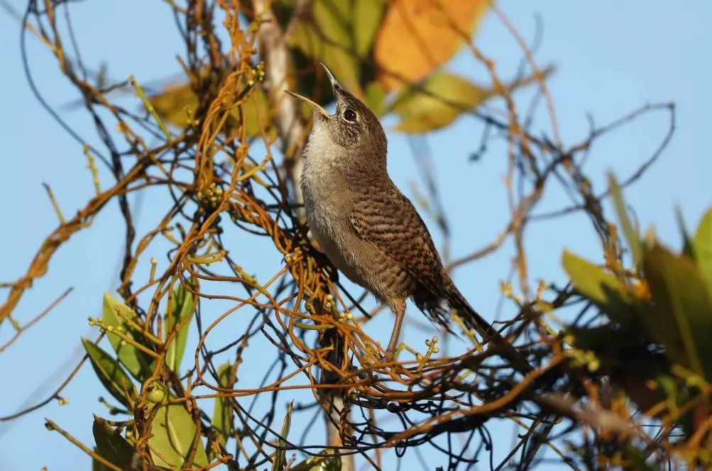 Cuban endemic birds