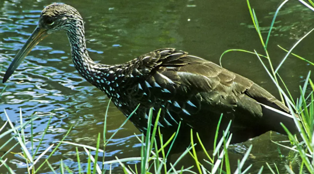 Florida wetland birds
