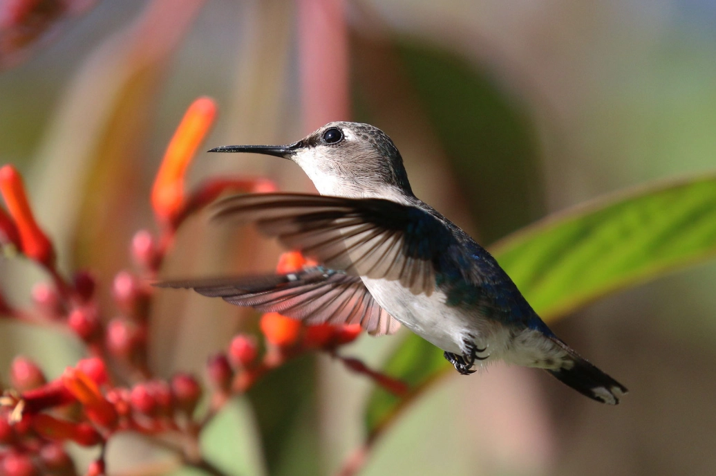 Cuban endemic birds