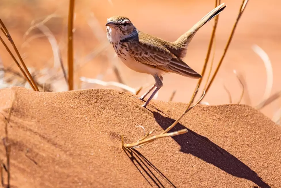 Namib Desert birds