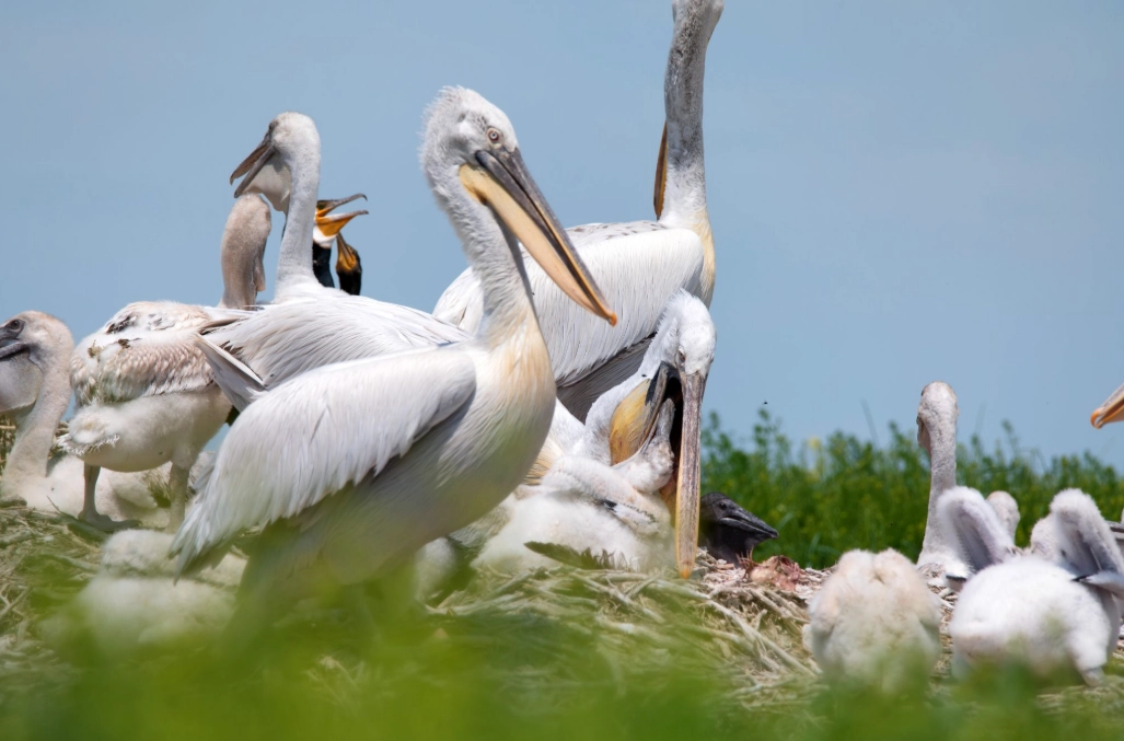 European birdwatching hotspots