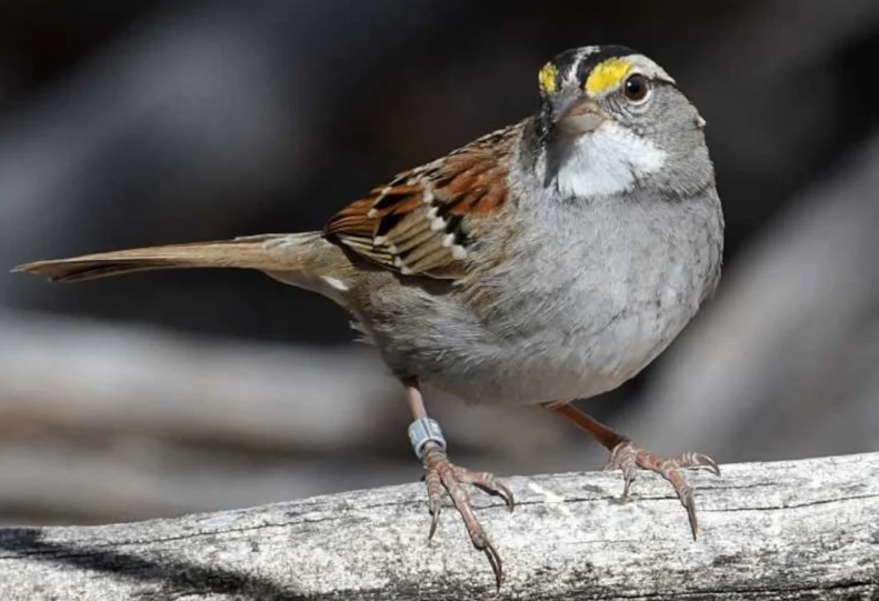 local birding locations