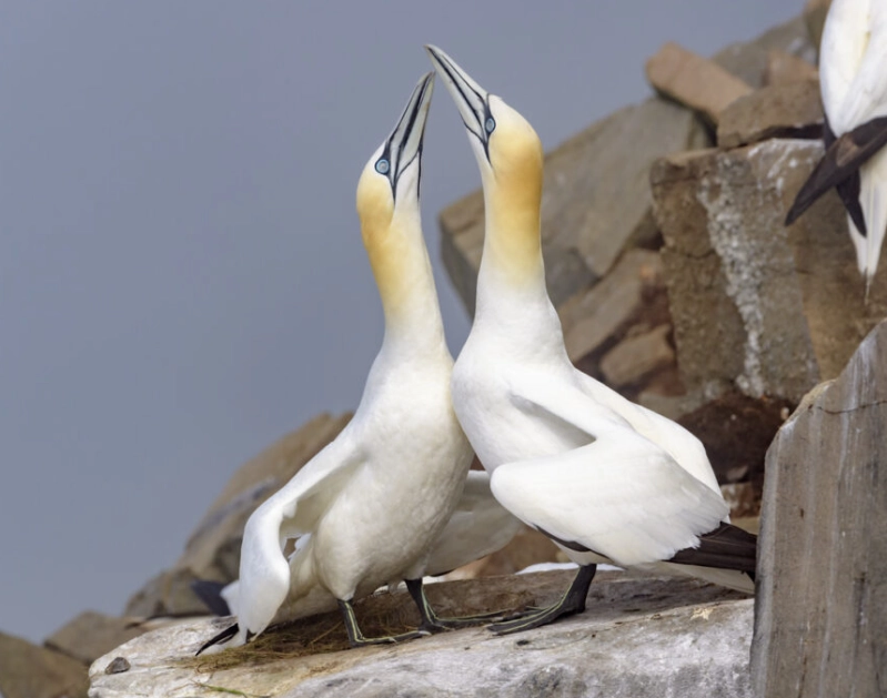 birding fashion mistakes birding fashion mistakes