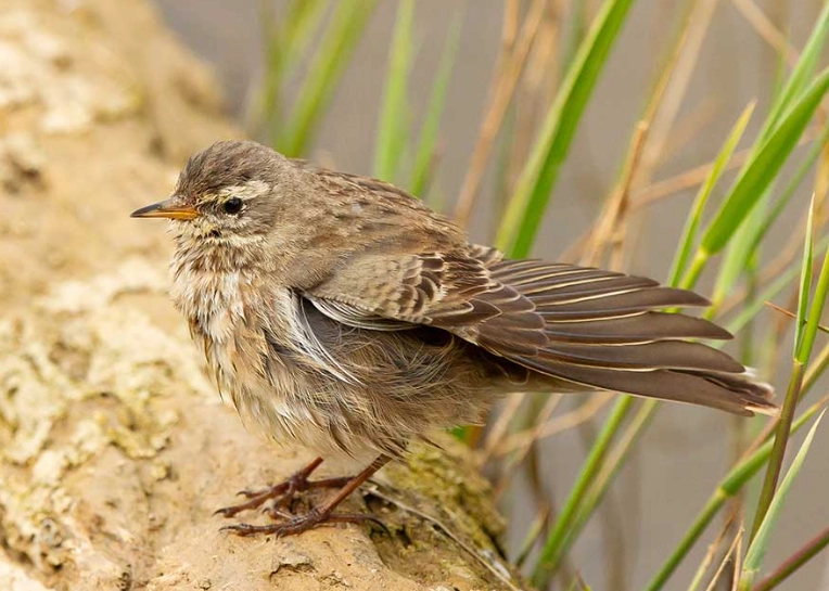 birding hotspots near me