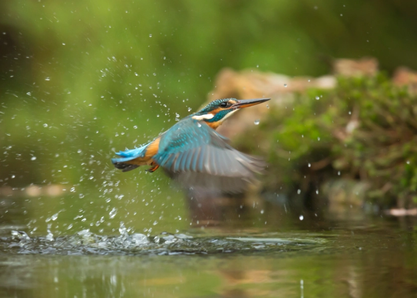 best bird watching spots