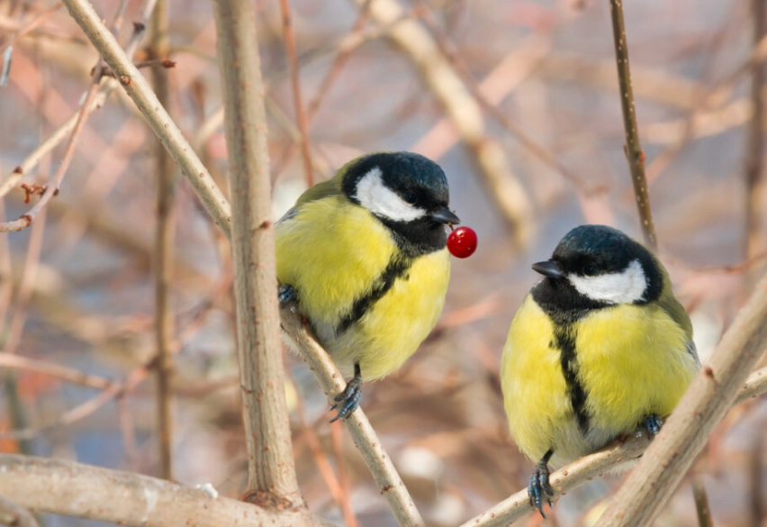 what to wear birding what to wear birding