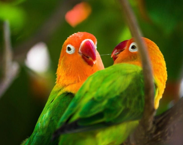 birding clothing colors to avoid birding clothing colors to avoid