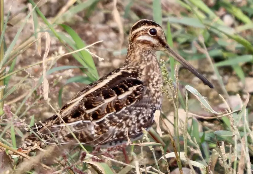 birding hotspots near me