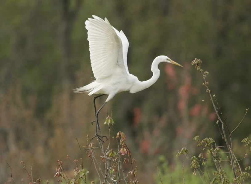 best bird watching spots