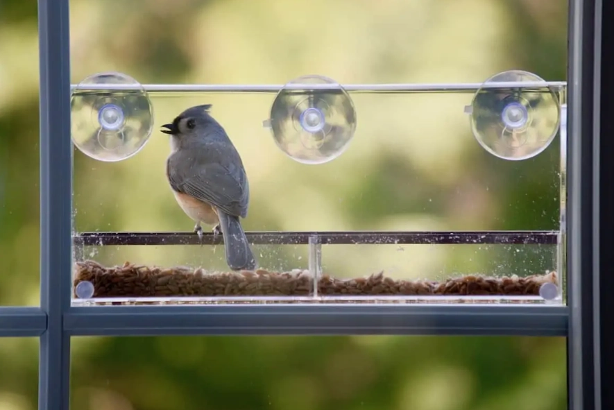 window bird feeder