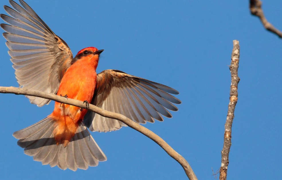 California park bird species