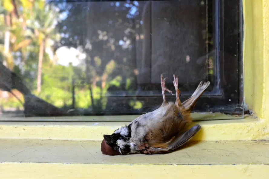 How long will a bird stay stunned after hitting a window?