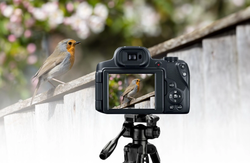 mirrorless camera for birding mirrorless camera for birding