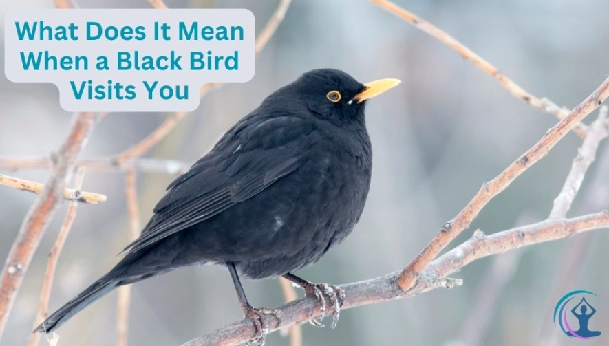 spiritual meaning of birds