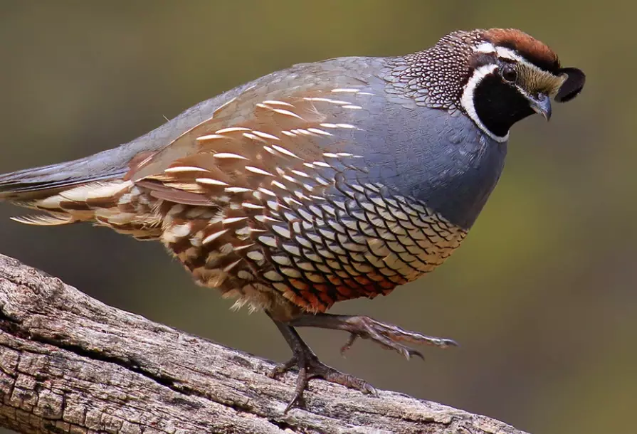 Birding in national parks california