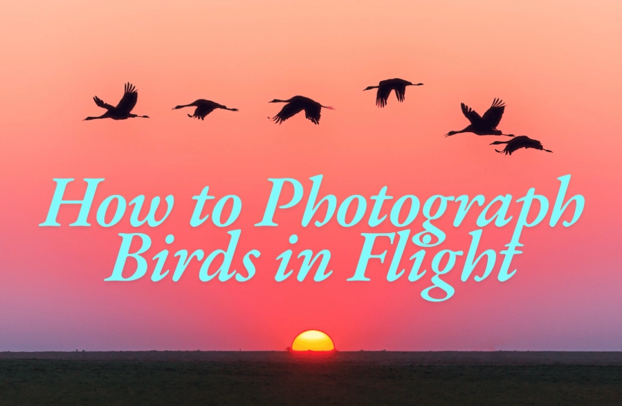 How to photograph birds
