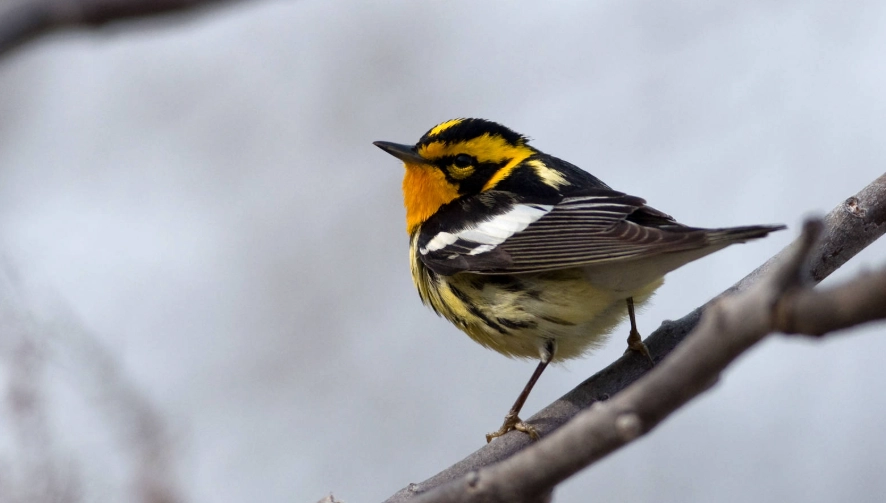 best birding in national parks best birding in national parks